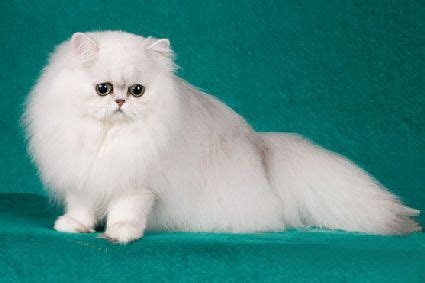 chinchilla longhair cat fun animals wiki  pictures stories persian cat cats cat