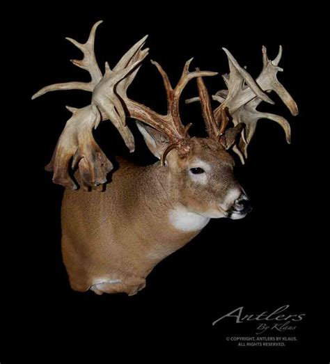 11 World Record Whitetails—that Werent