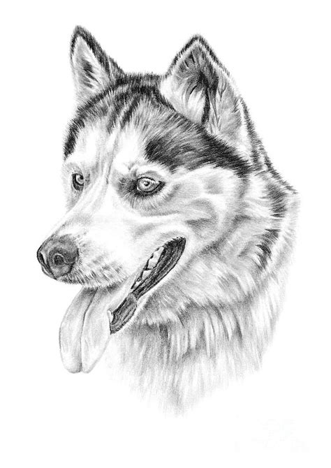 Siberian Husky Drawing By Pencil Paws Pixels
