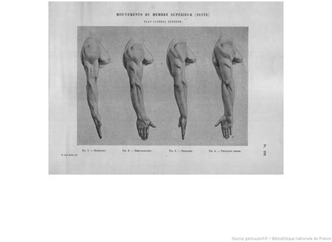Anatomie Artistique Planches Description Des Formes Extérieures Du