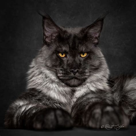 Take a look at the cats we have available there. Capturing the Beauty of Maine Coon Cats - Life With Cats