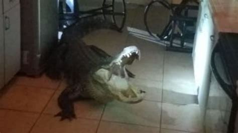 11 Foot Long Alligator Breaks Into Florida Home