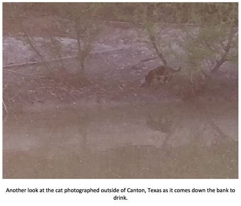Texas Cryptid Hunter New Black Panther Sightings In Texas