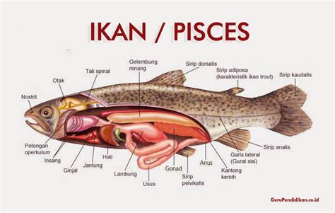 Gambar Organ Ikan Mas Analisis