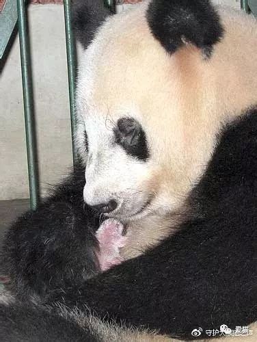 Sick Pandas On Chengdu Research Base Provoke Outrage Society News