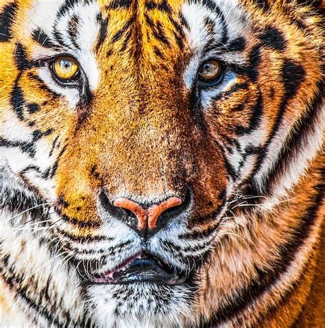 Bengal Tiger Portrait Stock Image Image Of Endangered 151679167