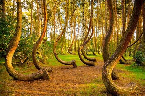 Sciplanet The Crooked Forest