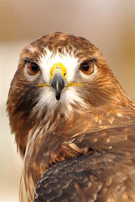 Beautiful Red Tailed Hawk Pet Birds Beautiful Birds Red Tailed Hawk