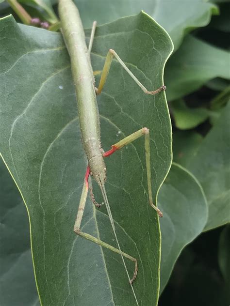 Indian Stick Insect Carausius Morosus Small Exotic Farm