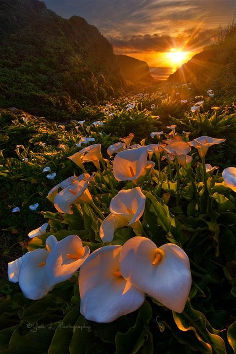 Calla Lillies By Yan L 500px Beautiful Nature Nature Beautiful