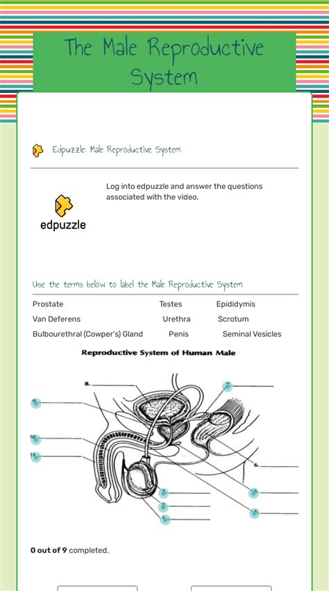 The Male Reproductive System Interactive Worksheet By Pamela Taylor