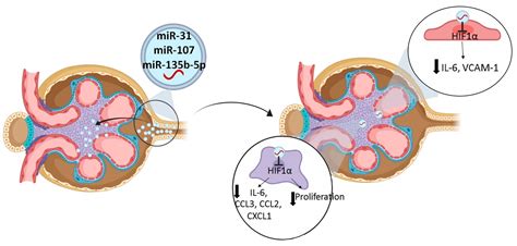 Ijms Free Full Text The Urinary Exosomal Mirna Expression Profile