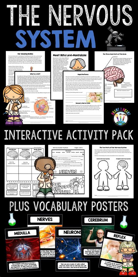 The Nervous System Activities Reading Passages Worksheets Review And Flip Book Nervous System