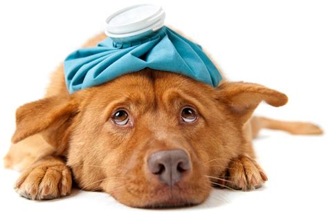 How Can You Tell If A Dog Is Sick Dogs With Advanced Heart Disease