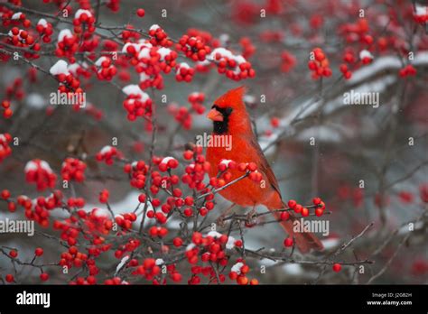 Bird In Winterberry Hi Res Stock Photography And Images Alamy