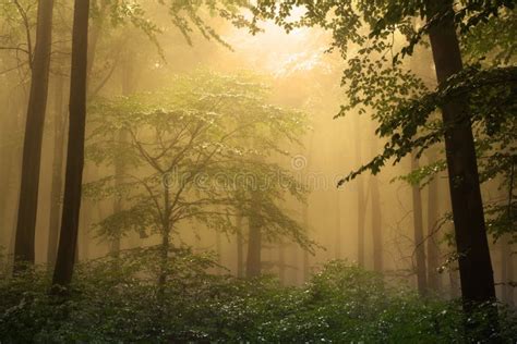 Mystic Forest During A Foggy Day Stock Photo Image Of Tree Mist