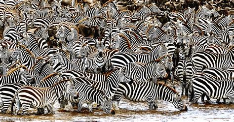 zebra africa geographic