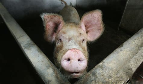 The Mystery Of The Exploding Pig Farms The World From Prx