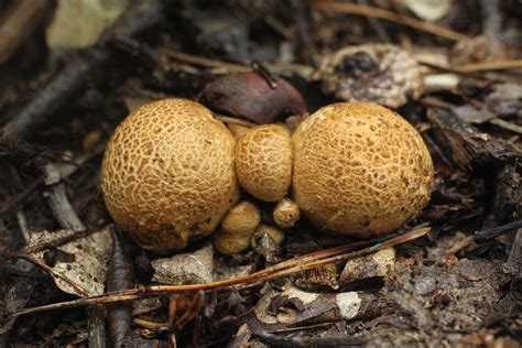 Mushroom Thieves At Large In German Forests Der Spiegel