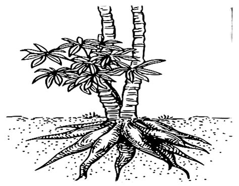 Umbi lapis menjadi salah satu tanaman yang berkembang biak dengan cara vegetatif alami. Ciri Ciri Umbi Akar : CIRI TANAMAN PORANG - PORANG KONJAC ...