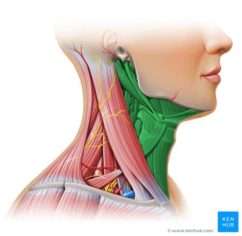 In radiology, the 'head and neck' refers to all the anatomical structures in this region excluding the central nervous system, that is, the brain and spinal co. Triangles of the neck: Anatomy, borders and contents | Kenhub