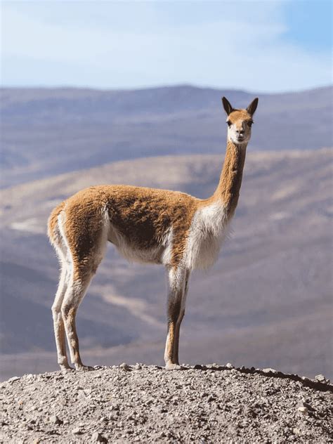 The vicuña is extremely slender, with long skinny limbs and neck. VICUÑA 】CARACTERÍSTICAS, HÁBITAT, ALIMENTACIÓN Y MÁS