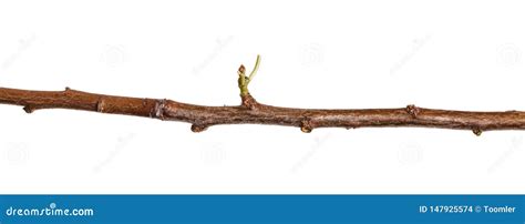 Dry Branches Of Trees Isolated On White Stock Photo Image Of Nature