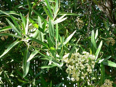 If you have no such insects you will not get your flowers pollinized. Arizona Rosewood - Desert Horizon Nursery