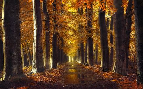 Landscape Nature Puddle Leaves Trees Gold Path Fall Forest