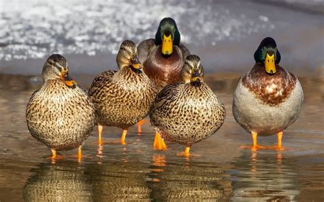 10 Facts About Ducks That Might Surprise You Peta