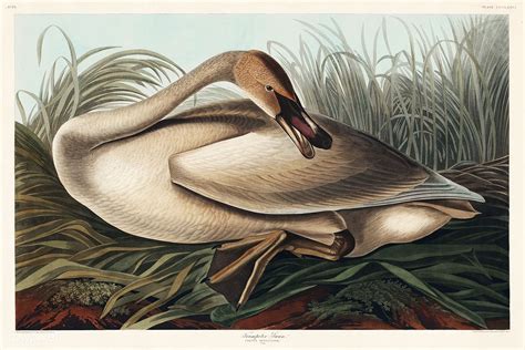 Trumpeter Swan From Birds Of America 1827 By John James Audubon 1785