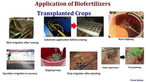 What Is The Recommended Dose For Liquid Biofertilizers In Spice Crops