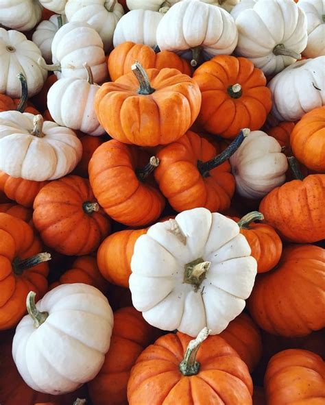 Pin By Anne Noble On Photographywallpapers Pumpkin