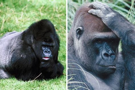 Gorillaspecies Gorilla Facts And Information