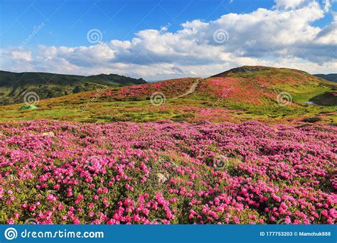 Amazing Summer Day Mountain Landscape The Lawns Are Covered By Pink