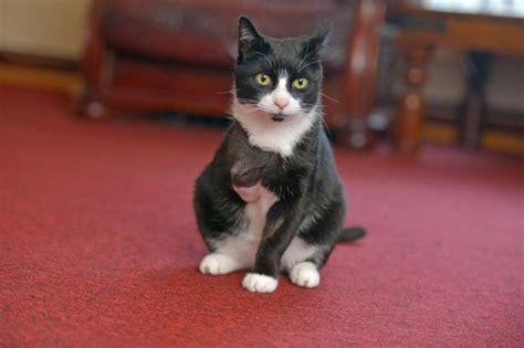 A badly broken leg can result in blood clots and all sorts of other ongoing problems as well as just being the broken leg itself. Dobby the cat has leg amputated after thug shoots him with ...
