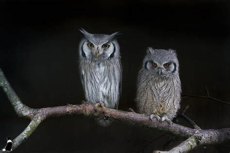 Owls Birds Owls Animals Animal Hd Wallpaper Peakpx