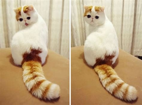 10 Of The Most Beautiful Cats In The World Bored Panda