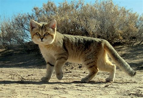Rare Sand Cat Captured On Camera For The First Time In Ten Years