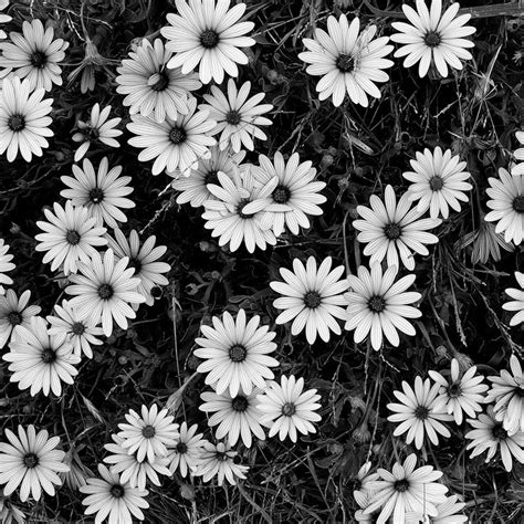 Next time will be better. Black and White Flowers - A Study in Form | Black and ...