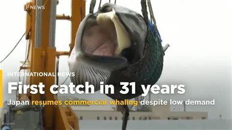Japan Resumes Commercial Whaling After 31 Years