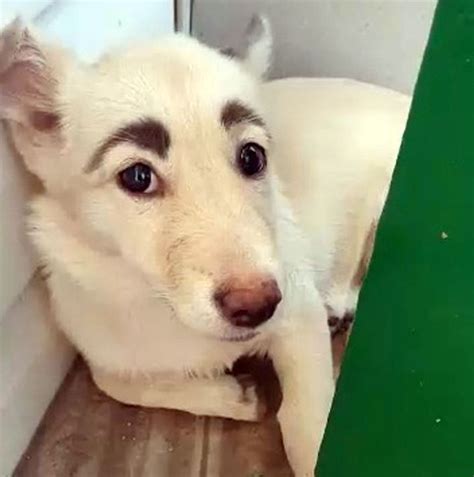 Stray Dog With Striking Eyebrows Has Become Internet Sensation