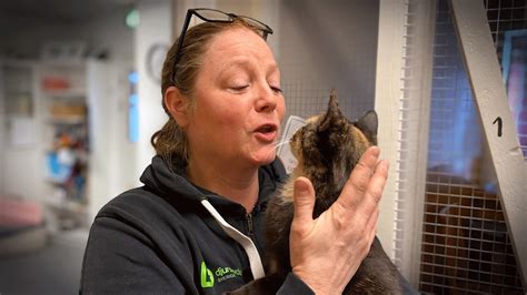 Nu blir det obligatorisk märkning av katter: "Superglad" - P4 Kalmar