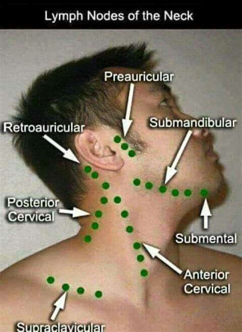 Lymph Nodes Of The Neck Medical Knowledge Medical Education