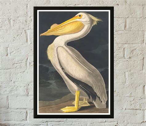 Vintage Audubon Pelican Poster Print Birds Of America Etsy