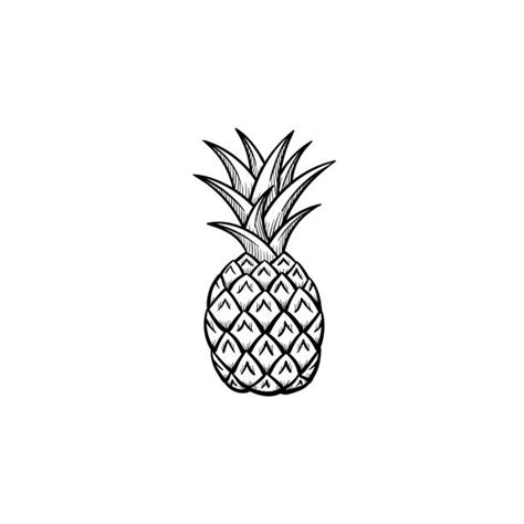 Pineapple Tree Drawings Stock Photos Pictures And Royalty Free Images