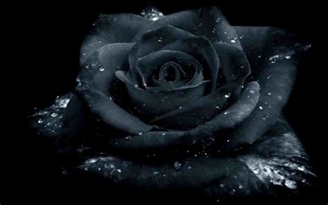 Black Rose Wallpaper Full Hd Black Rose Wallpaper Hd Pixelstalknet