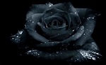 Black Roses Wallpaper (64+ images)