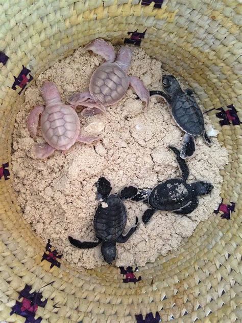 Rare Albino Sea Turtle Hatchlings Discovered Off Mozambiques Coast