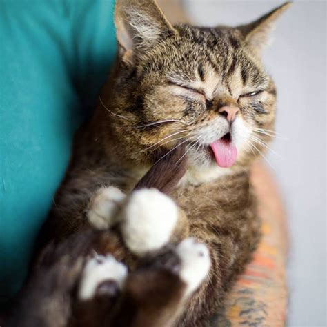 meet lil bub the cutest cat on the internet video and gallery